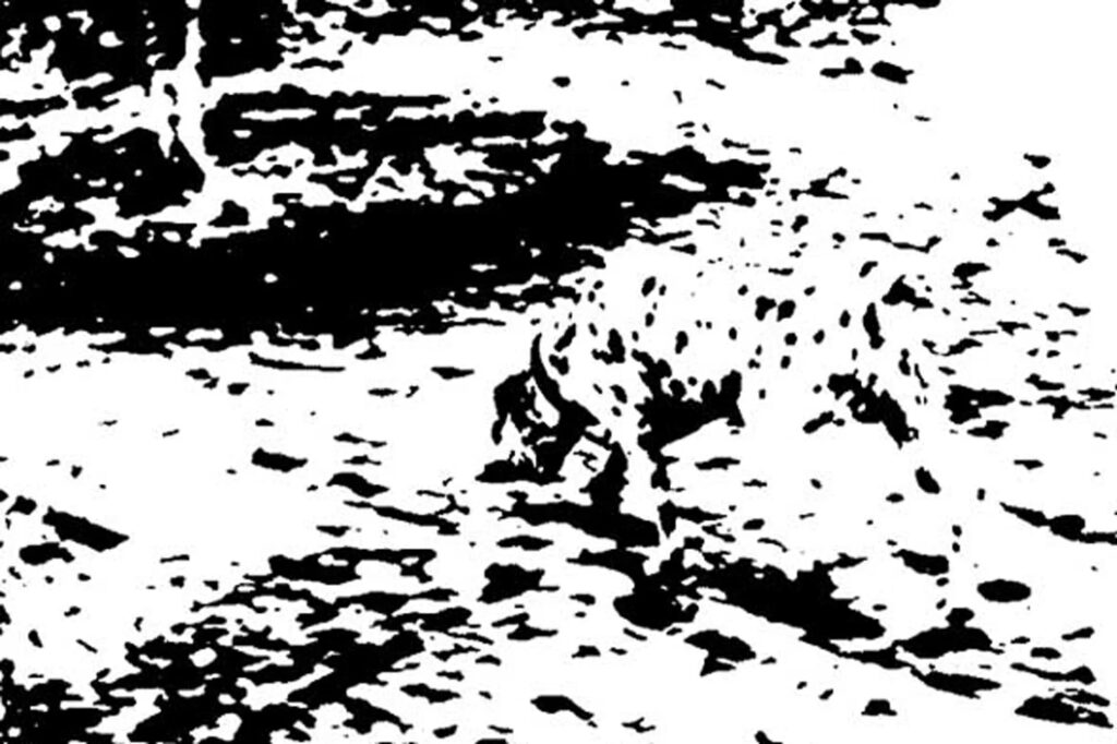Dalmatian_2